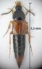 Bolitobius sp.